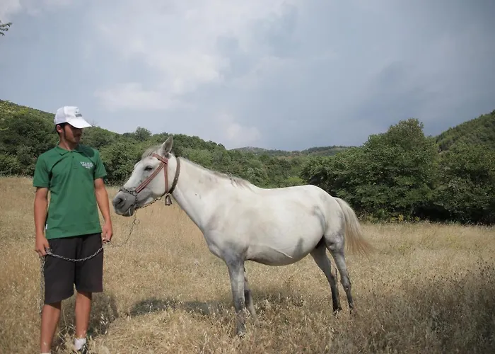 Πανσιόν Sofia Gllava -