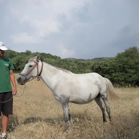 Pensión Sofia Gllava -